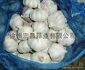 2012 fresh pure white garlic6.0cm 3