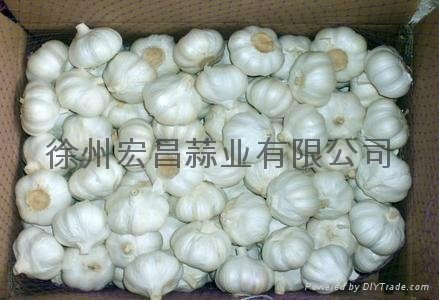 2012 fresh pure white garlic6.0cm 4