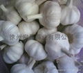 2012‘ white garlic 2