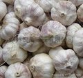 20kg/mesh bag--5.0cm normal white garlic 4