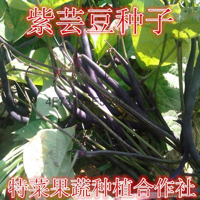 紫芸豆種子價格
