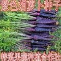 紫胡蘿蔔種子價格