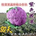 紫花菜種子價格