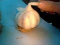 优质大蒜种子 1