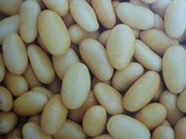 土豆种子荷兰7 3