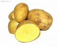 土豆种子 3