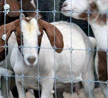 GD field grassland fence 3