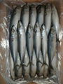 Pacific Mackerel 200-300g 1