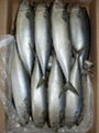 Pacific Mackerel 500g 1