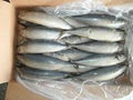 Pacific Mackerel 500g 2