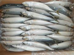 Pacific Mackerel 40-60g