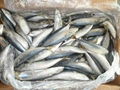 Pacific Mackerel 100-120g