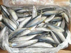 Pacific Mackerel 100-120g