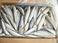 Pacific Mackerel 100-120g 2