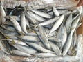 Pacific Mackerel 100-120g 3