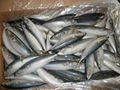 Pacific Mackerel 60-80g S