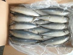 pacific Mackerel 300-500g