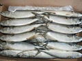 pacific Mackerel 300-500g 2