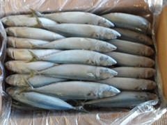 Frozen Mackerel 200-300g M