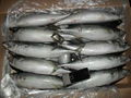 Frozen Mackerel 400-500g