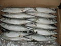 Frozen Mackerel 400-500g 2