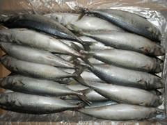 Frozen Mackerel 300-500g