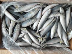 Pacific Mackerel 80-100g s