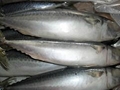 Pacific Mackerel 400g