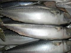 Pacific Mackerel 400g