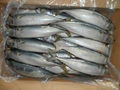 Pacific Mackerel300-400g