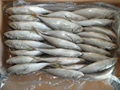 Frozen Horse Mackerel 200-300