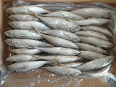 Frozen Horse Mackerel 200-300