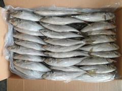 Frozen Horse Mackerel 40-60