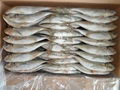 Frozen Horse Mackerel 40-60 2