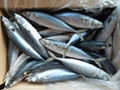 Frozen Mackerel350(Seafrozen) 1