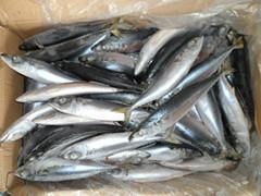 Frozen Mackerel50-60(Seafrozen)