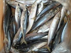 Frozen Mackerel150-250(Seafrozen) 