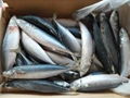 Frozen Mackerel300-400(Seafrozen)