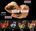 進口新西蘭MARS小動物活體成像能譜掃描儀能譜儀 4