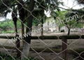 zoo aviary mesh