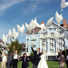 2019 Hot sale 100% biodegradable white Dove Balloons for wedding decoration