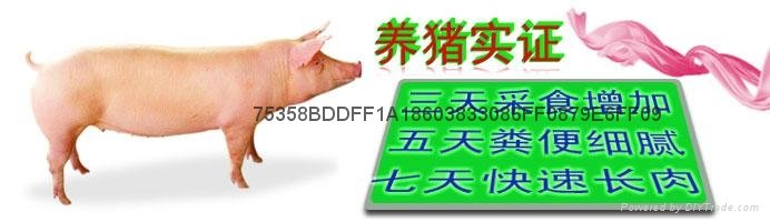 豬催肥劑豬催肥藥豬飼料添加劑激生肽長肉王 2