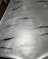 Fish handpainted wallpaper on silver metallic, Chinoiserie wallpaper 3ft by 8ft 4