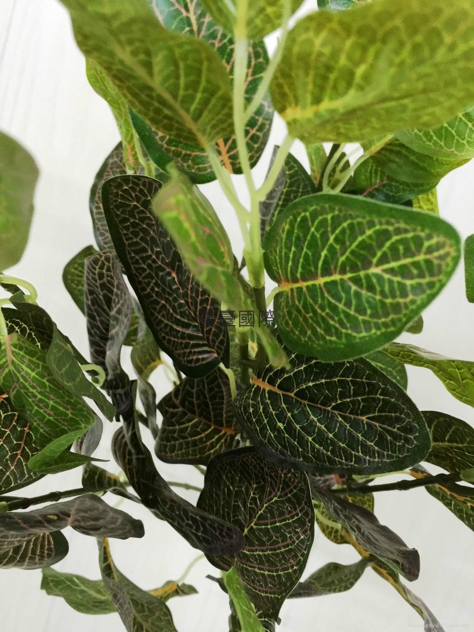 网纹叶植栽 - 台湾 - 生产商 - 产品目录