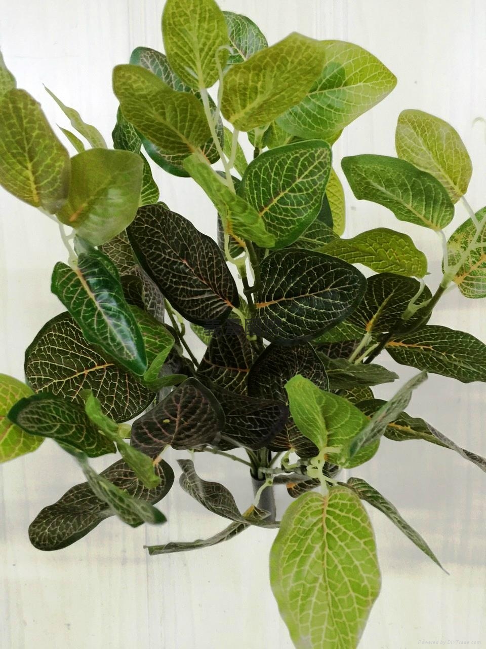 网纹叶植栽 - 台湾 - 生产商 - 产品目录