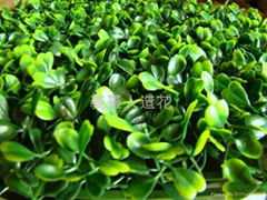 Common Jasmin Orange Turf (outdoors