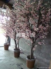 大型樱花树