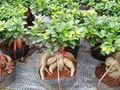 Ficus