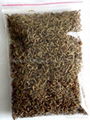  pet food(asepsis dried flymaggot pupa)