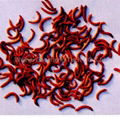 pet food(asepsis dried flymaggot pupa)